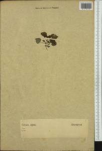 Circaea alpina L., Western Europe (EUR) (Germany)