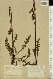 Pedicularis sceptrum-carolinum L., Eastern Europe, Latvia (E2b) (Latvia)