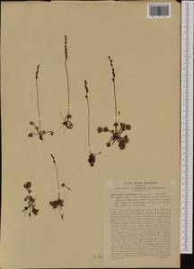 Drosera rotundifolia L., Western Europe (EUR) (Italy)