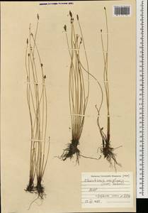 Eleocharis uniglumis (Link) Schult., Mongolia (MONG) (Mongolia)