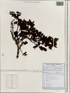 Lonicera caerulea, South Asia, South Asia (Asia outside ex-Soviet states and Mongolia) (ASIA) (South Korea)