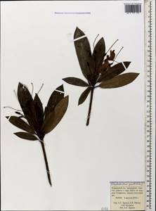 Rhododendron ponticum L., Caucasus, Krasnodar Krai & Adygea (K1a) (Russia)