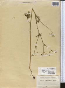 Elwendia intermedia (Korovin) Pimenov & Kljuykov, Middle Asia, Western Tian Shan & Karatau (M3) (Uzbekistan)