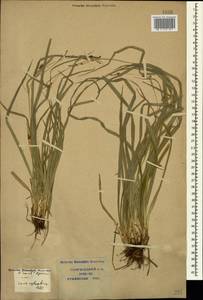 Carex sylvatica Huds., Caucasus, Krasnodar Krai & Adygea (K1a) (Russia)