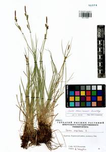 Carex erawinensis Korotky, Siberia, Baikal & Transbaikal region (S4) (Russia)