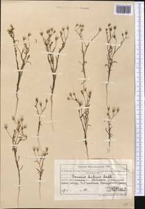 Senecio subdentatus Ledeb., Middle Asia, Muyunkumy, Balkhash & Betpak-Dala (M9) (Kazakhstan)