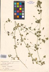 Medicago lupulina L., Eastern Europe, Moscow region (E4a) (Russia)