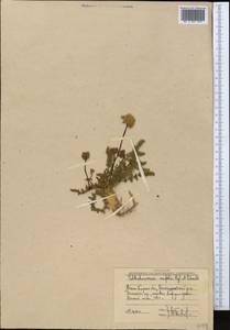 Schtschurowskia meifolia Regel & Schmalh., Middle Asia, Western Tian Shan & Karatau (M3) (Uzbekistan)