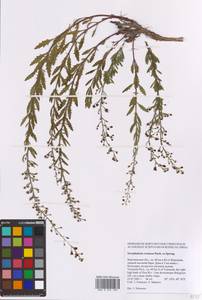 Scrophularia cretacea Fisch., Eastern Europe, Central forest-and-steppe region (E6) (Russia)