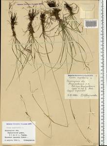 Carex capillaris L., Eastern Europe, Northern region (E1) (Russia)