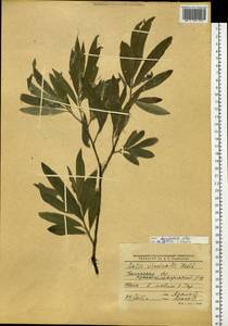 Salix dasyclados Wimmer, Siberia, Western Siberia (S1) (Russia)