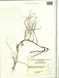 Carex obtusata Lilj., Siberia, Russian Far East (S6) (Russia)