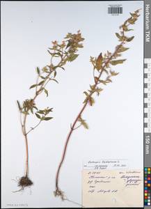 Galeopsis ladanum L., Eastern Europe, Central region (E4) (Russia)