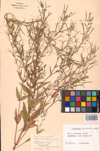 Epilobium adenocaulon × palustre, Eastern Europe, Moscow region (E4a) (Russia)