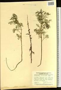 Artemisia macrantha Ledeb., Eastern Europe, Eastern region (E10) (Russia)