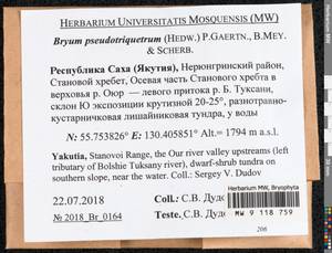 Ptychostomum pseudotriquetrum (Hedw.) J.R. Spence & H.P. Ramsay ex Holyoak & N. Pedersen, Bryophytes, Bryophytes - Yakutia (B19) (Russia)