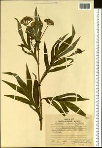 Jacobaea cannabifolia (Less.) E. Wiebe, Siberia, Chukotka & Kamchatka (S7) (Russia)