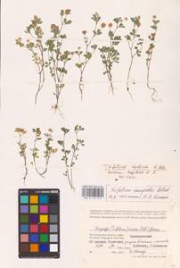 Trifolium dubium Sibth., Eastern Europe, Lower Volga region (E9) (Russia)