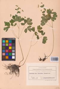 Isopyrum thalictroides L., Eastern Europe, West Ukrainian region (E13) (Ukraine)