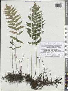 Thelypteris palustris Schott, Eastern Europe, Central forest-and-steppe region (E6) (Russia)