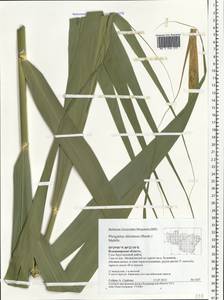 Phragmites australis subsp. isiacus (Arcang.) ined., Eastern Europe, Central region (E4) (Russia)