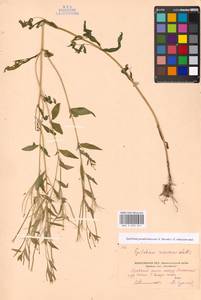 Epilobium pseudorubescens A. K. Skvortsov, Eastern Europe, Moscow region (E4a) (Russia)