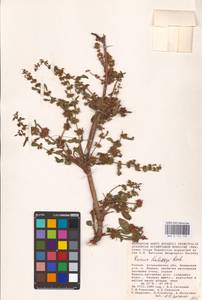Rumex dentatus L., Eastern Europe, Lower Volga region (E9) (Russia)