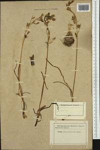 Ornithogalum pyrenaicum L., Western Europe (EUR) (Not classified)