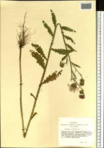 Carduus crispus L., Siberia, Altai & Sayany Mountains (S2) (Russia)
