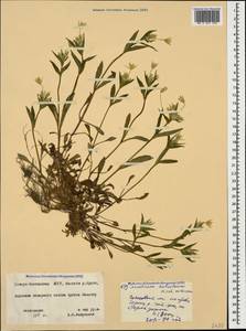 Cerastium haussknechtii Boiss., Caucasus, North Ossetia, Ingushetia & Chechnya (K1c) (Russia)