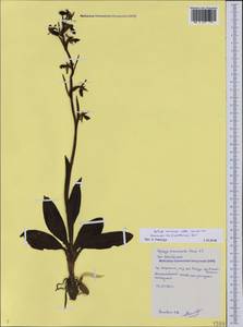 Ophrys sphegodes subsp. mammosa (Desf.) Soó ex E.Nelson, Caucasus, Black Sea Shore (from Novorossiysk to Adler) (K3) (Russia)