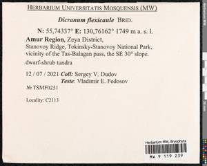 Dicranum flexicaule Brid., Bryophytes, Bryophytes - Russian Far East (excl. Chukotka & Kamchatka) (B20) (Russia)