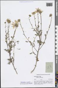 Chrysanthemum sinuatum Ledeb., Siberia, Altai & Sayany Mountains (S2) (Russia)