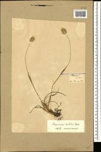 Alopecurus textilis Boiss., Caucasus, Georgia (K4) (Georgia)
