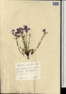 Dianthus chinensis L., Mongolia (MONG) (Mongolia)