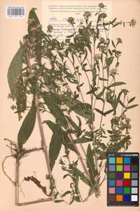 Symphyotrichum novi-belgii (L.) G. L. Nesom, Eastern Europe, Moscow region (E4a) (Russia)
