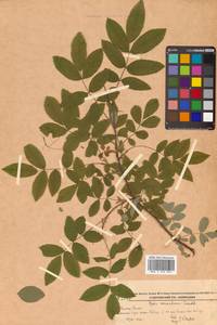 Rosa acicularis Lindl., Siberia, Russian Far East (S6) (Russia)