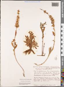 Linaria acutiloba Fisch. ex Rchb., Siberia, Yakutia (S5) (Russia)