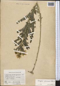 Astragalus penduliflorus Lam., Middle Asia, Dzungarian Alatau & Tarbagatai (M5) (Kazakhstan)