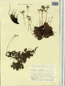 Saxifraga bronchialis subsp. bronchialis, Siberia, Yakutia (S5) (Russia)