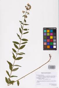 Hypericum hirsutum L., Eastern Europe, Central region (E4) (Russia)