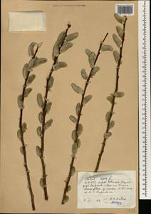 Salix capusii Franch., South Asia, South Asia (Asia outside ex-Soviet states and Mongolia) (ASIA) (North Korea)