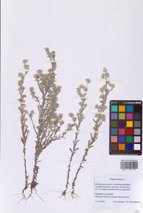 Filago arvensis L., Eastern Europe, Moscow region (E4a) (Russia)