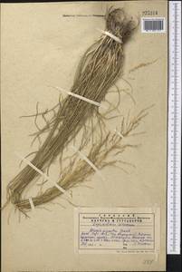 Puccinellia gigantea (Grossh.) Grossh., Middle Asia, Western Tian Shan & Karatau (M3) (Kazakhstan)