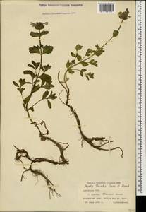 Nepeta supina subsp. buschii (Sosn. & Manden.) Menitsky, Caucasus, Armenia (K5) (Armenia)