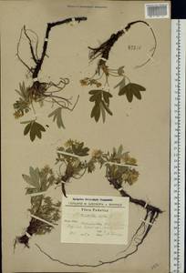 Potentilla alba L., Eastern Europe, South Ukrainian region (E12) (Ukraine)