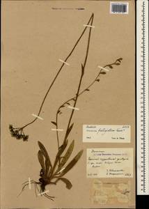 Pilosella bauhini subsp. bauhini, Crimea (KRYM) (Russia)