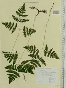 Gymnocarpium dryopteris (L.) Newm., Eastern Europe, Central region (E4) (Russia)