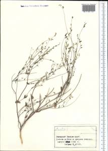 Isatis, Middle Asia, Pamir & Pamiro-Alai (M2) (Tajikistan)