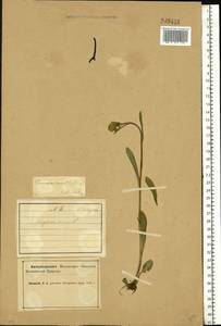 Tephroseris integrifolia (L.) Holub, Eastern Europe, Northern region (E1) (Russia)